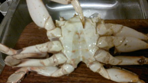 Crab 17