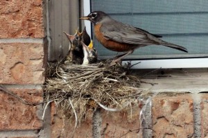 Robin 1