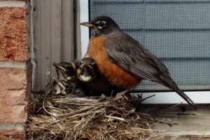Robin 2