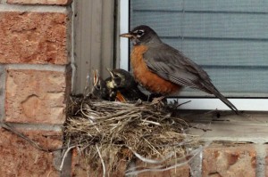 Robin 3
