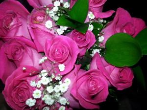 Roses